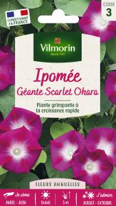 Ipomée Géante Scarlett O'Hara